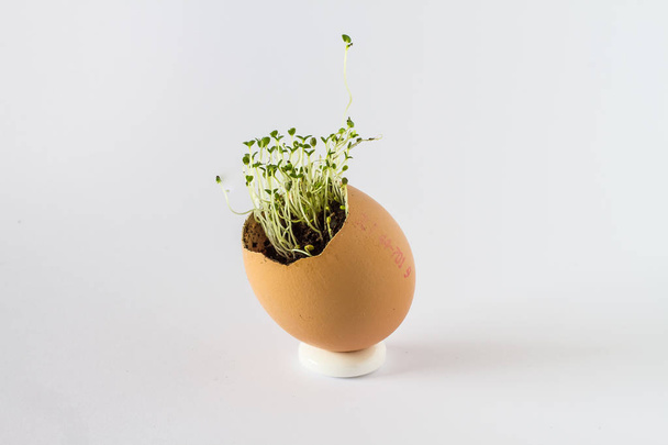 A beautiful fresh sprouts in an egg shell. Miniature garden of healthy food. Ecological food. Isolated on a white background. - Foto, immagini
