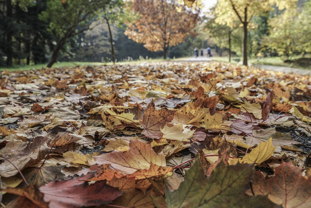 ścieżka pokryta jesiennych liści w parku - Zdjęcie, obraz
