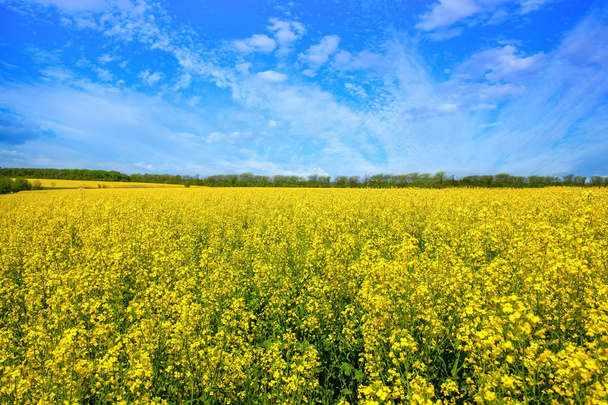 Beautiful flowering rapeseed field under the blue, cloudless sky on a clear spring day. - Photo, Image