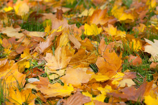 Жовте опале листя лежить на землі восени в природі
. - Фото, зображення