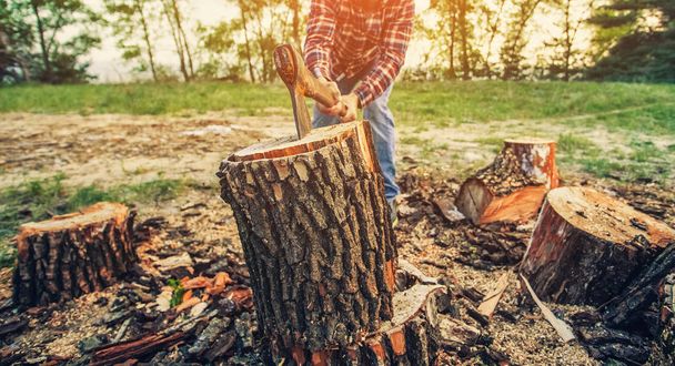 Mannelijke Lumberjack in de zwart-en-rood geruite shirt met een bijl hakken van een boom in het bos. - Foto, afbeelding