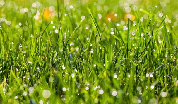 Césped verde en el parque de cerca. Las gotas de rocío se cierran sobre hierba fresca de primavera verde. Mañana soleado día
. - Foto, Imagen