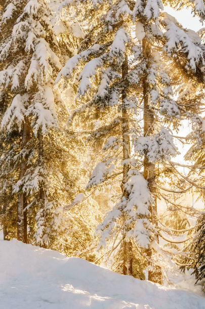 Christmas evergreen pine trees in the snowin winter forest sunny day. - Foto, imagen