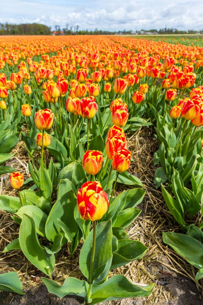 Piękny pomarańczowy i żółty tulipan pola wokół Lisse w kwietniu - Zdjęcie, obraz