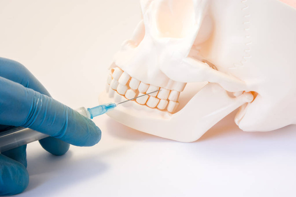 Стоматологічна анестезія або прокол кісти фото концепції зуба. Лікар стоматолог тримає шприц, голка встромляє у верхню щелепу черепа над зубами, проводячи процедуру стоматологічної анестезії, проколювання кісти
 - Фото, зображення