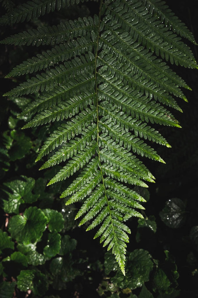 Beautiful green fern leaf - 写真・画像