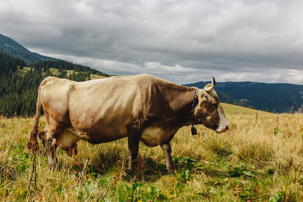 Cow grazing on meadow in mountains - 写真・画像