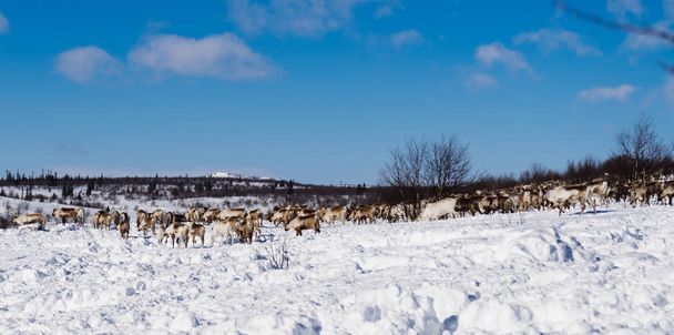 in the far cold north over the snow-covered field there is a herd of wild deer, under the blue sky - Photo, image
