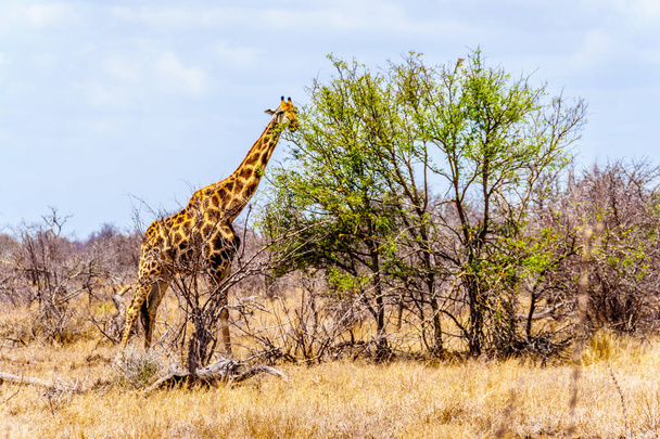 Giraffa mangiare le foglie dei pochi alberi verdi nella zona della savana colpita dalla siccità del parco nazionale centrale Kruger in Sud Africa
 - Foto, immagini