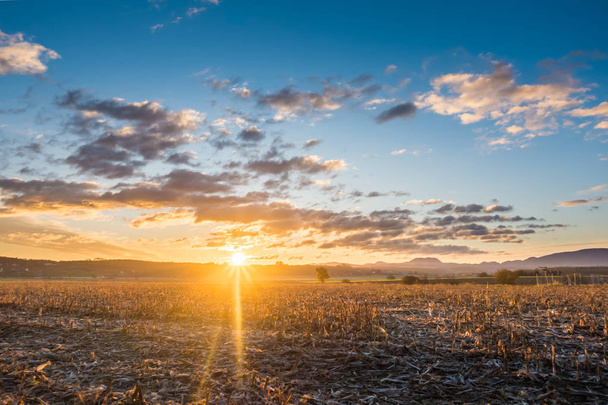 Maïs residu, stoppels op veld bij zonsopgang - Foto, afbeelding