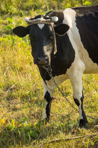 Vaca en el pasto - Foto, imagen
