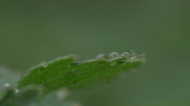 Raindrops on the green leaf - Záběry, video