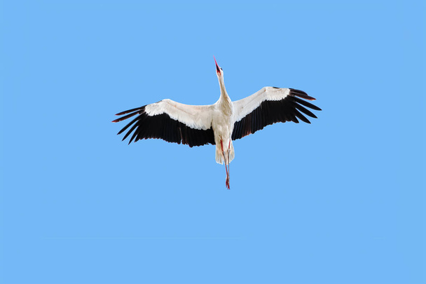 ein ausgewachsener weißer storch, ciconia ciconia, im flug über kopf, von unten gesehen vor klarem blauen himmel. - Foto, Bild