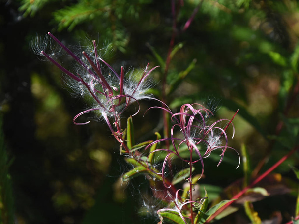 Paloruoho tai Rosebay willowherb (Chamaenerion angustifolium
) - Valokuva, kuva