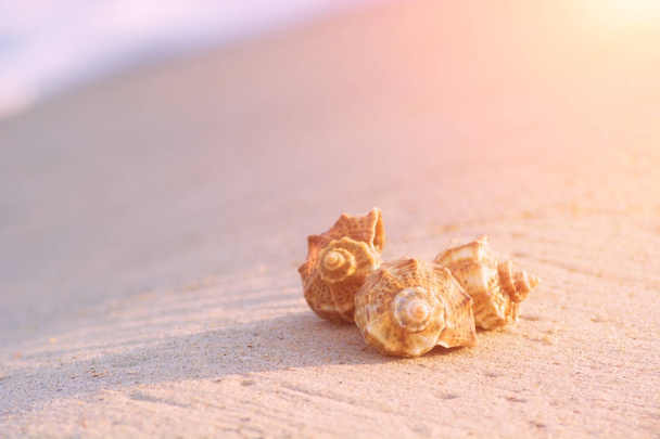 Tres conchas en la playa del mar
 - Foto, imagen