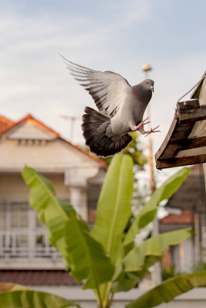 Haustaubenvogel fliegt zu Hause auf Dachboden - Foto, Bild