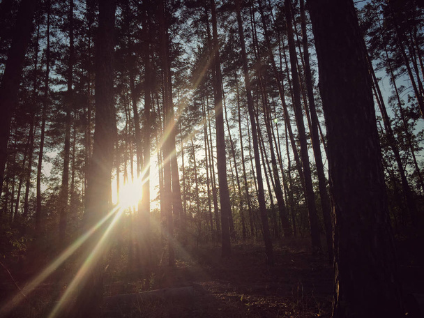 Ήλιος πίσω από τα δέντρα σε ένα δάσος κατά τη διάρκεια της πτώσης - Φωτογραφία, εικόνα