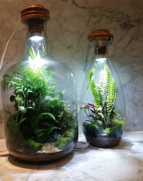 şişe içinde ekili Bahçe   - Fotoğraf, Görsel