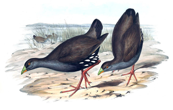 Ilustração do pássaro. As aves da Austrália, suplemento. 1848
  - Foto, Imagem