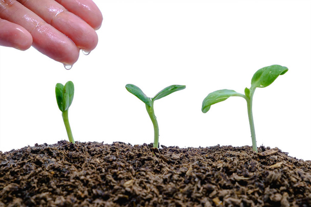 Hand watering sprout growing from soil on white background for green environment concept - Photo, Image