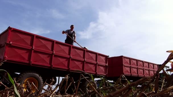 Agricultor senior en remolque tractor durante la cosecha de maíz. Vídeo en cámara lenta. Cámara de alta velocidad
. - Metraje, vídeo