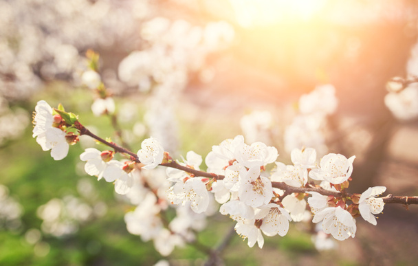 Blossoming of the apricot tree in spring time with white beautif - Photo, Image