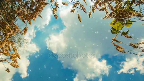 vista del cielo con nuvole bianche, sdraiato sull'erba
 - Filmati, video
