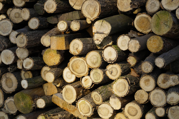 薪は、冬時間の前に杭で味付け - 写真・画像