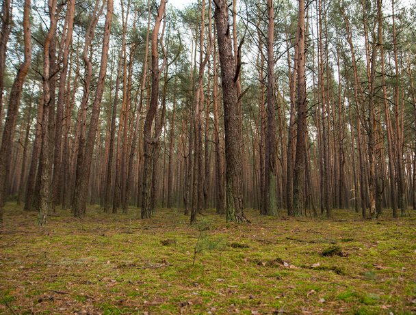 pine trees growing in a forest - 写真・画像
