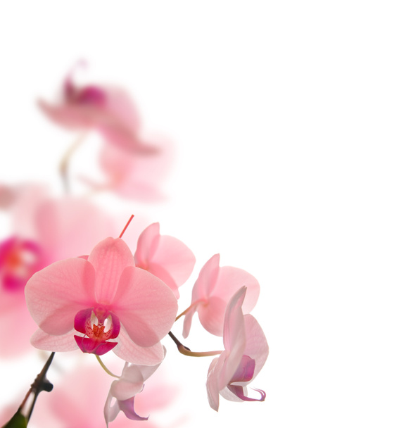 jarní květy - Fotografie, Obrázek