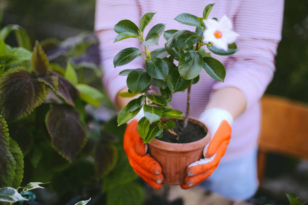 Kertészek kézzel ültetnek virágokat cserépbe szennyeződéssel vagy talajjal. - Fotó, kép