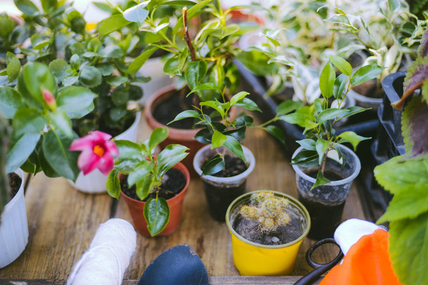 Gardeners hand planting flowers in pot with dirt or soil. - Photo, Image
