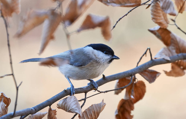 Marsh Tit resting on a branch - Photo, Image