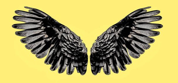 Andělská křídla izolované na pozadí - Fotografie, Obrázek