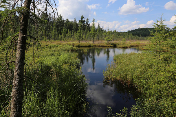 Creek, prowadzącej do jeziora Mizzy w Algonquin Provincial Park, Ontario, Kanada - Zdjęcie, obraz