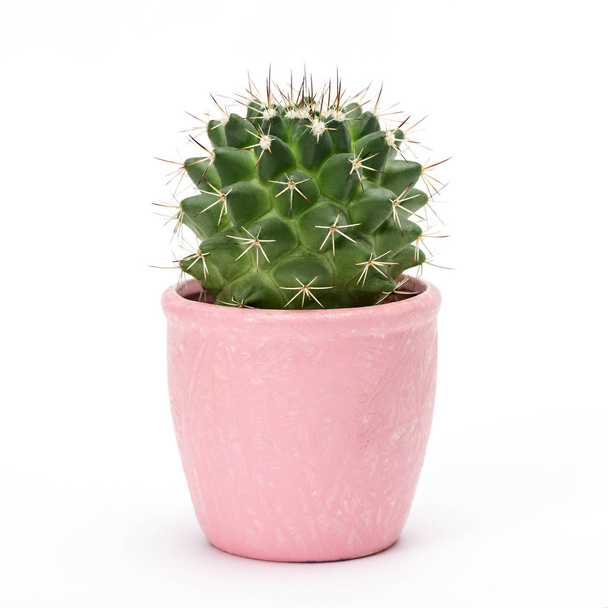 Cactus isolated on white background. Aloe and other succulents in colorful ceramic pot - Photo, Image