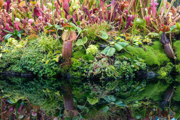 Küçük Bahçe nepenthes ve kubbe içinde çeşitli bitki - Fotoğraf, Görsel