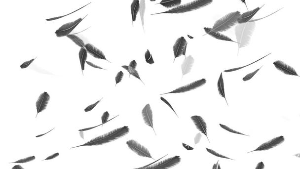 Πτώση φτερά σε λευκό φόντο - Φωτογραφία, εικόνα