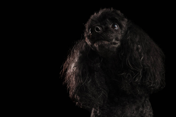 tête d'un chien chiot caniche noir
  - Photo, image