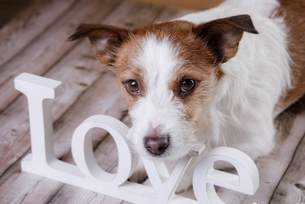 Lindo Jack Russell Terrier. Día de San Valentín
. - Foto, Imagen