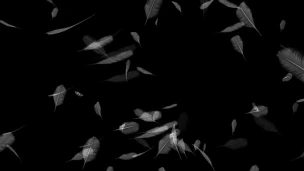 Fallende Federn auf schwarzem Hintergrund - Filmmaterial, Video
