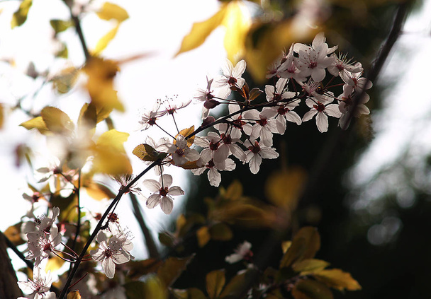 Білі квіти вишні цвітуть ранньою весною. Щастя нового життя
. - Фото, зображення