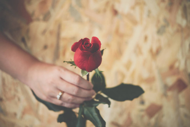 Rosa roja con mano humana en San Valentín
 - Foto, Imagen