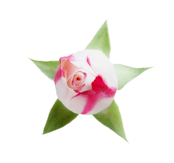 Valkoinen ruusu suljettu nuppu, jossa lehdet eristetty valkoinen ylhäältä
 - Valokuva, kuva