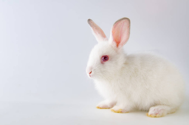 Biały królik w koncepcji zwierząt wielkanocnych - Zdjęcie, obraz