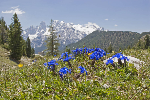 Spring gentian  in the Dolomites - Photo, Image