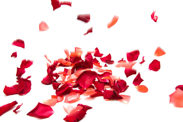 piros rózsaszirom elszigetelt  - Fotó, kép