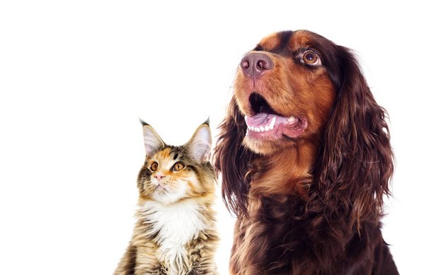 Porträt eines Hundes und einer Katze mit seitlichem Blick - Foto, Bild