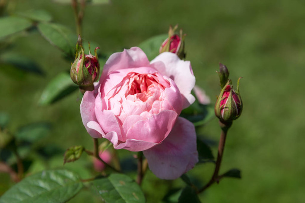 An einem sonnigen Tag blühten rosa Englische Rosen im Garten. david austin alnwick rose - Foto, Bild
