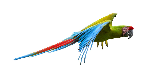 Eristetty valkoisella pohjalla, suuri vihreä macaw, Ara ambiguus, joka tunnetaan myös Buffonin leukana. Vihreä-keltainen, villi, uhanalainen trooppinen amerikkalainen papukaija, joka lentää ojennetuilla siivillä
.   - Valokuva, kuva